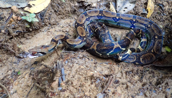 Red-tailed boa - Boa constrictor - 07.08.2016 - 11.26.48